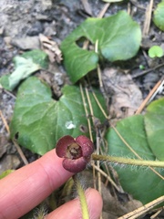Asarum lemmonii