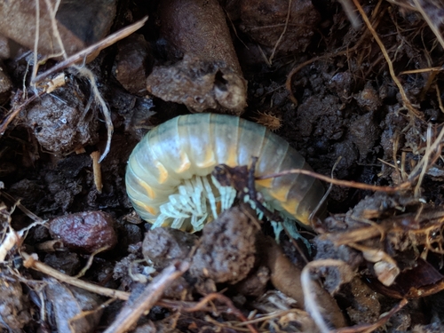 iNaturalist observation photo of Xystocheir dissecta