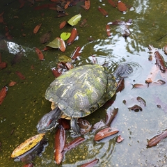 Trachemys scripta elegans