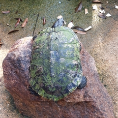 Trachemys scripta elegans