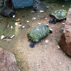 Trachemys scripta elegans