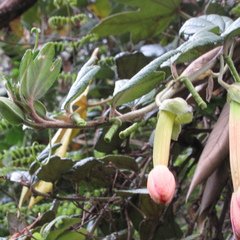 Passiflora crispolanata