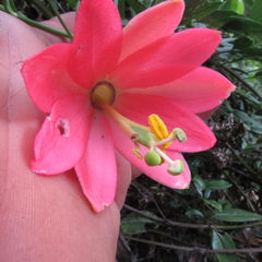 Passiflora crispolanata