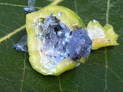 Pemphigus populiglobuli