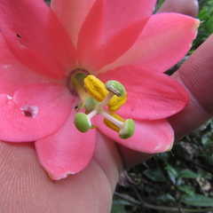 Passiflora crispolanata