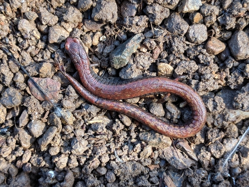 iNaturalist observation photo of California Slender Salamander