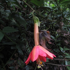 Passiflora crispolanata