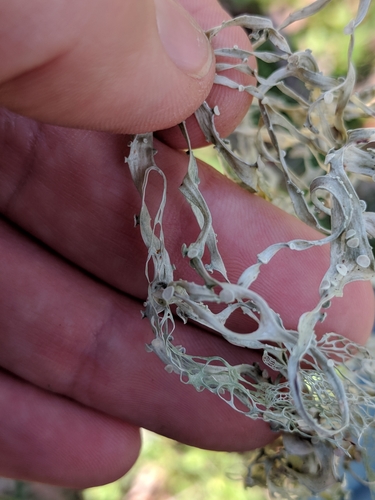 iNaturalist observation photo of lace lichen