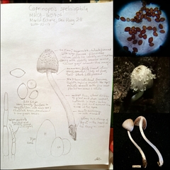 Coprinopsis mitrispora