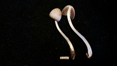 Coprinopsis mitrispora