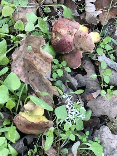 iNaturalist observation photo of oak-loving bolete