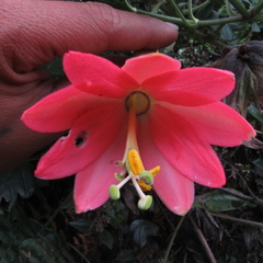 Passiflora crispolanata