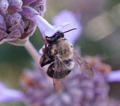 Habropoda tristissima