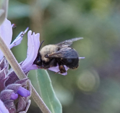 Habropoda tristissima