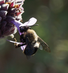 Habropoda tristissima