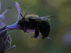 Habropoda tristissima