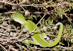 Naultinus stellatus