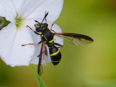 Sphiximorpha willistoni