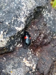 Astylus aulicus