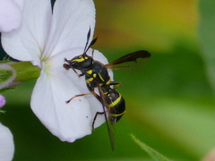 Sphiximorpha willistoni