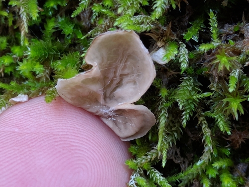 iNaturalist observation photo of Small Moss Oysterling