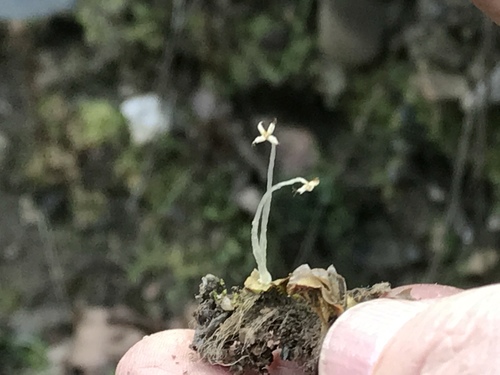 iNaturalist observation photo of Crescent-cup liverwort