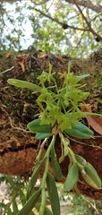 Epidendrum melistagum