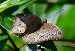 Euthalia monina monina