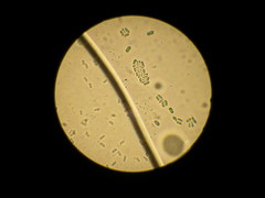 Pleurotus parsonsiae