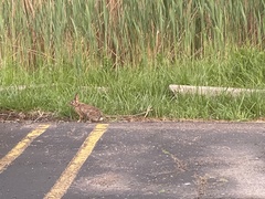 Sylvilagus floridanus