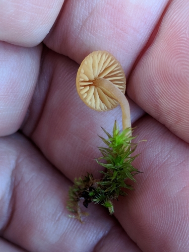 iNaturalist observation photo of Moss Bells