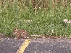 Sylvilagus floridanus