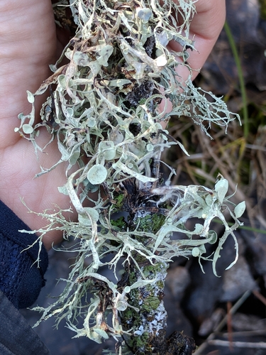 iNaturalist observation photo of Western Strap Lichen