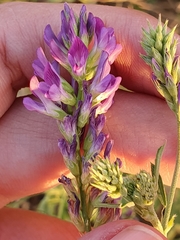 Medicago sativa