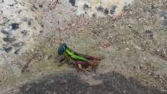 Megacheilacris vallensis