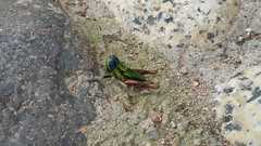 Megacheilacris vallensis