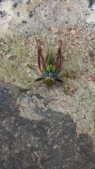 Megacheilacris vallensis