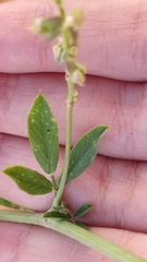 Medicago sativa
