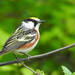 Chestnut-sided Warbler - Photo (c) Weston Barker, some rights reserved (CC BY-NC), uploaded by Weston Barker