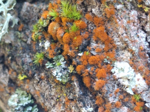 iNaturalist observation photo of Trentepohlia