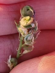Medicago sativa