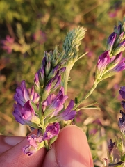 Medicago sativa