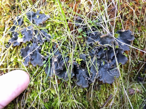 iNaturalist observation photo of tree pelt lichen