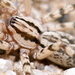 Arañas Rondadoras - Photo (c) Marshal Hedin, algunos derechos reservados (CC BY-NC)