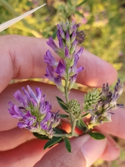 Medicago sativa