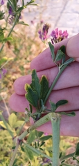 Medicago sativa