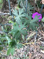 Geranium
