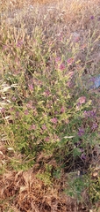 Medicago sativa