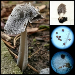 Coprinopsis jonesii