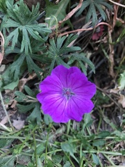 Geranium